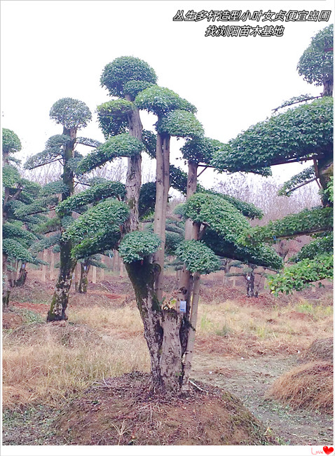 大飘枝湖南造型榆树,云片型浏阳造型榆树-宏景轩苗木合作社