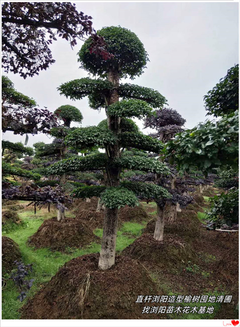 卧式浏阳造型榆树,高飘式湖南造型榔榆-宏景轩苗木合作社