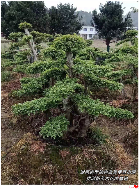 湖南造型榆树盆景，浏阳榆树价格，多杆丛生榆树批发-宏景轩苗木合作社