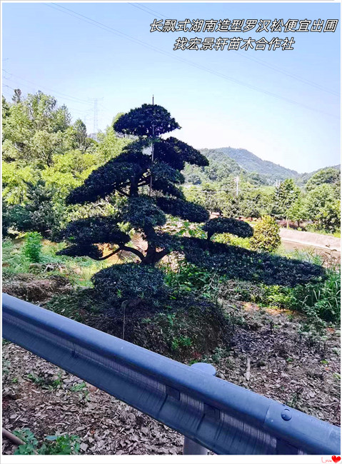 浏阳长飘造型罗汉松，浏阳罗汉松价格-宏景轩苗木合作社