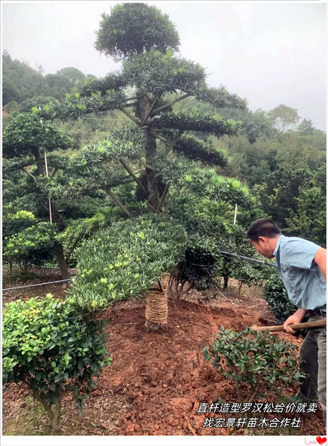 湖南罗汉松谁还在说去库存,大飘枝湖南造型罗汉松-宏景轩苗木合作社