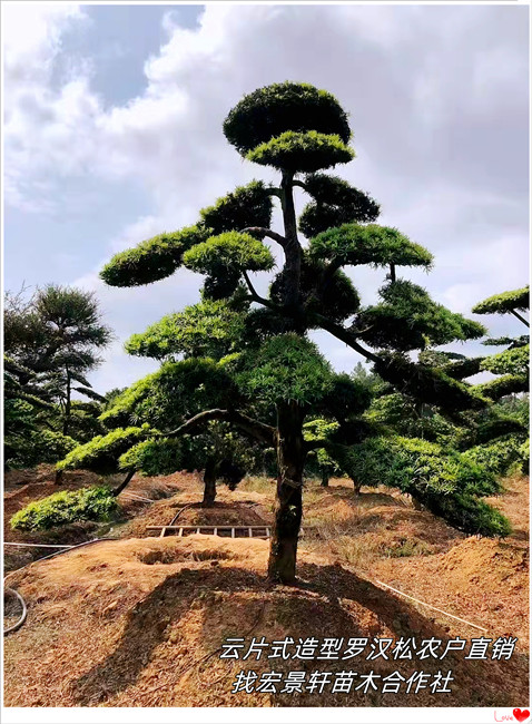 矮霸型湖南造型罗汉松，浏阳罗汉松价格-宏景轩苗木合作社