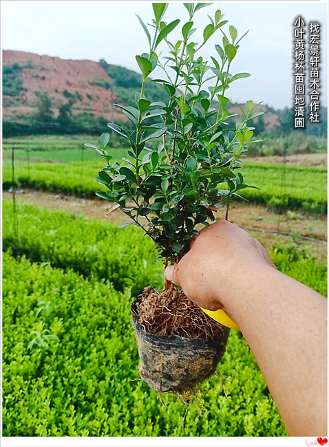 湖南金边黄杨杯苗,金边黄杨小毛球-宏景轩苗木合作社