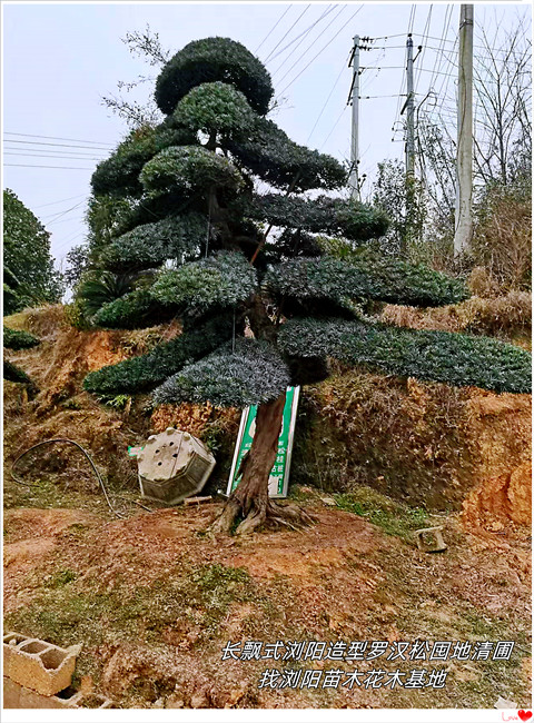 长飘式浏阳造型罗汉松，湖南罗汉松价格-宏景轩苗木合作社