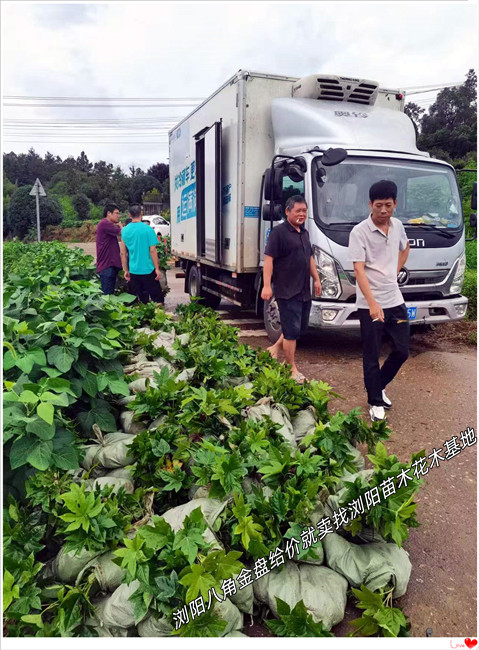 湖南八角金盘杯苗，八角金盘小苗价格-宏景轩苗木合作社